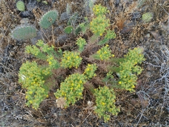 Deinandra clementina