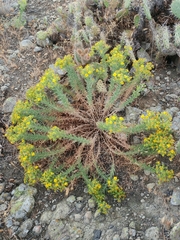 Deinandra clementina