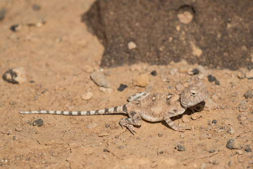 North Arabian Plain Agama