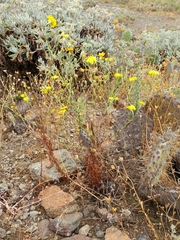 Malacothrix foliosa foliosa