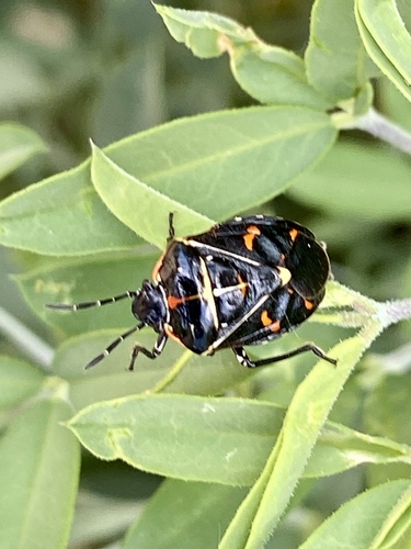 iNaturalist observation photo of Harlequin Bug