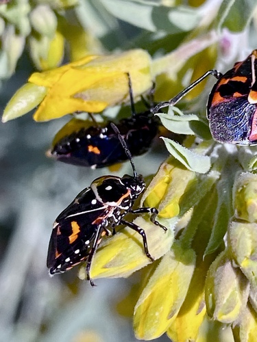 iNaturalist observation photo of Harlequin Bug