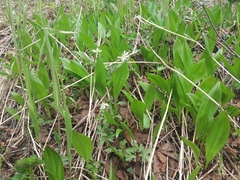 Allium ochotense