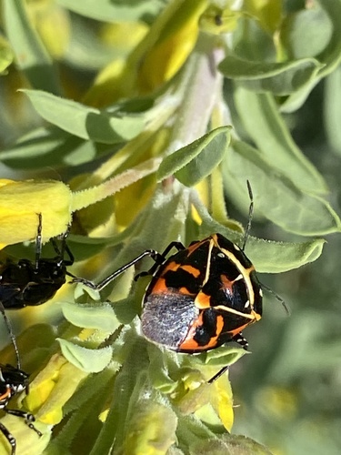 iNaturalist observation photo of Harlequin Bug