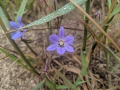 Brodiaea filifolia