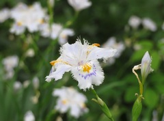 Iris japonica