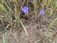 Brodiaea filifolia