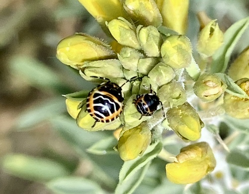 iNaturalist observation photo of Harlequin Bug