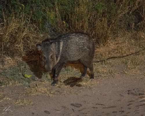 Collared Peccary