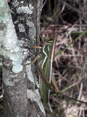 Staleochlora viridicata