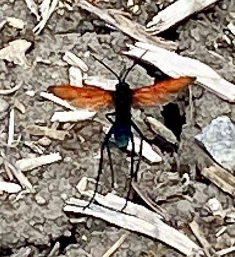 iNaturalist observation photo of Thisbe's Tarantula-hawk Wasp
