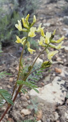 Astragalus filipes