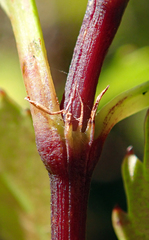 Ascarina lucida lucida