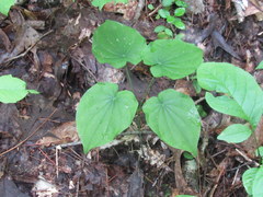Dioscorea quaternata