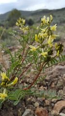 Astragalus filipes