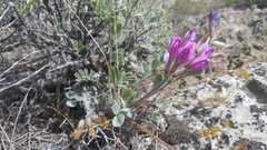 Astragalus newberryi