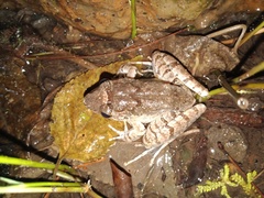 Limnonectes microdiscus