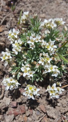 Cusickiella douglasii