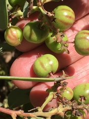 Arctostaphylos mewukka