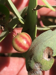 Arctostaphylos mewukka