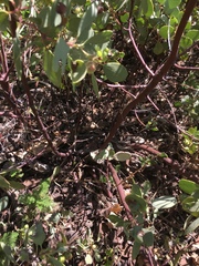 Arctostaphylos mewukka