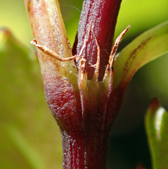 Ascarina lucida lucida