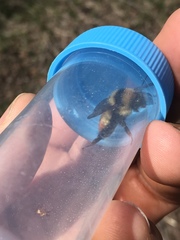 Bombus centralis