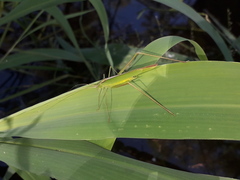 Hyperophora angustipennis
