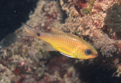Yellow cardinalfish (Ostorhinchus flavus) — Apogonidae — 5