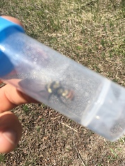 Bombus centralis