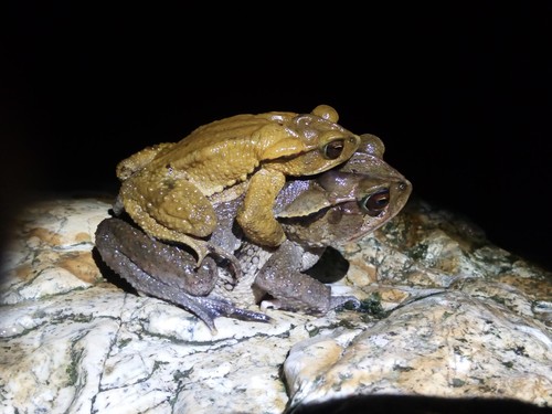 Large-crested Toad
