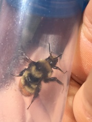 Bombus centralis