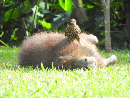 Yellow-headed Caracara, Parque Ecológico, Campinas - SP, Brasil, photo 10 of 10