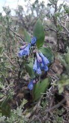 Mertensia oblongifolia