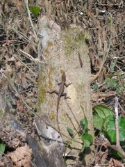 Anolis sericeus