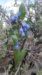 Mertensia oblongifolia