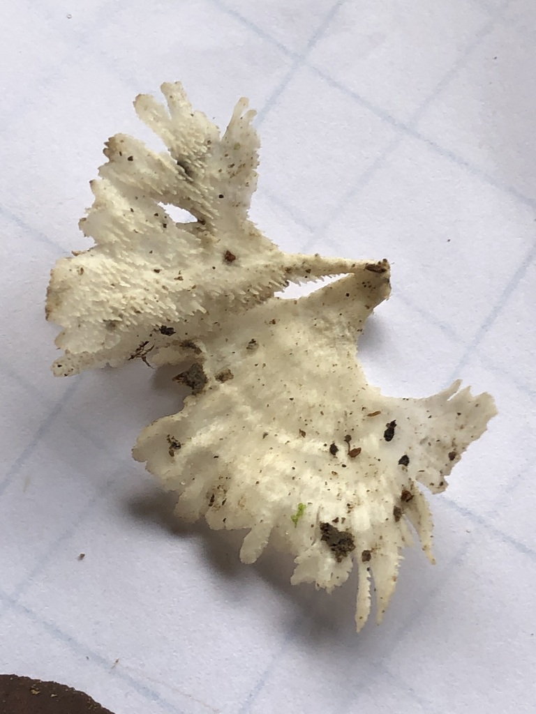 Irpex rosettiformis · January 2020 · photo: © blazeclaw (iNaturalist, cc-by)