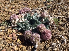 Vesper purpurascens