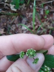 Sanicula smallii
