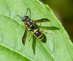 Parancistrocerus pedestris