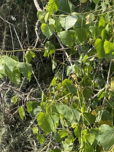 iNaturalist observation photo of Frémont Cottonwood