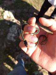 Thamnophis pulchrilatus