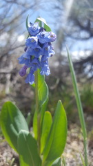 Mertensia oblongifolia