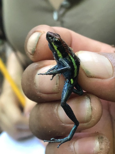 Manu Poison Frog, Ameerega macero