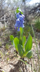 Mertensia oblongifolia