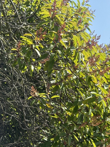 iNaturalist observation photo of laurel sumac