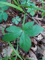 Sanicula smallii