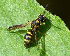 Parancistrocerus pedestris