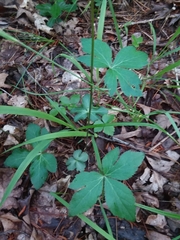 Sanicula smallii