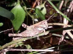 Coryacris angustipennis